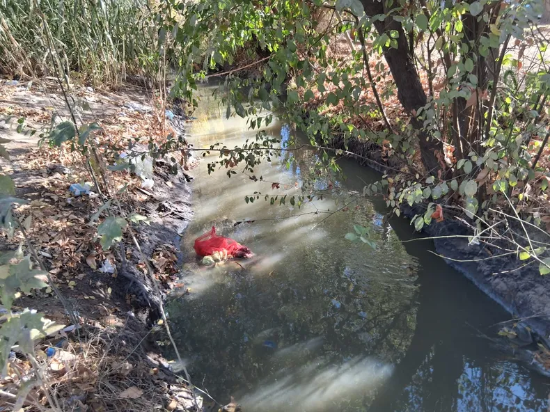 Canal de riego contaminado por desborde cloacal en Los Corralitos, Guaymallén — bacterias E. coli y Pseudomonas confirmadas por la UNCuyo