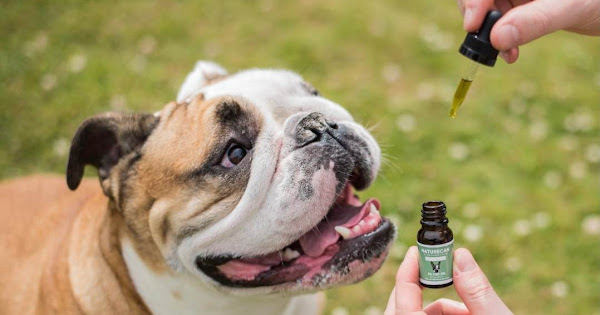 Mario Vadillo cannabis medicinal veterinario Mendoza