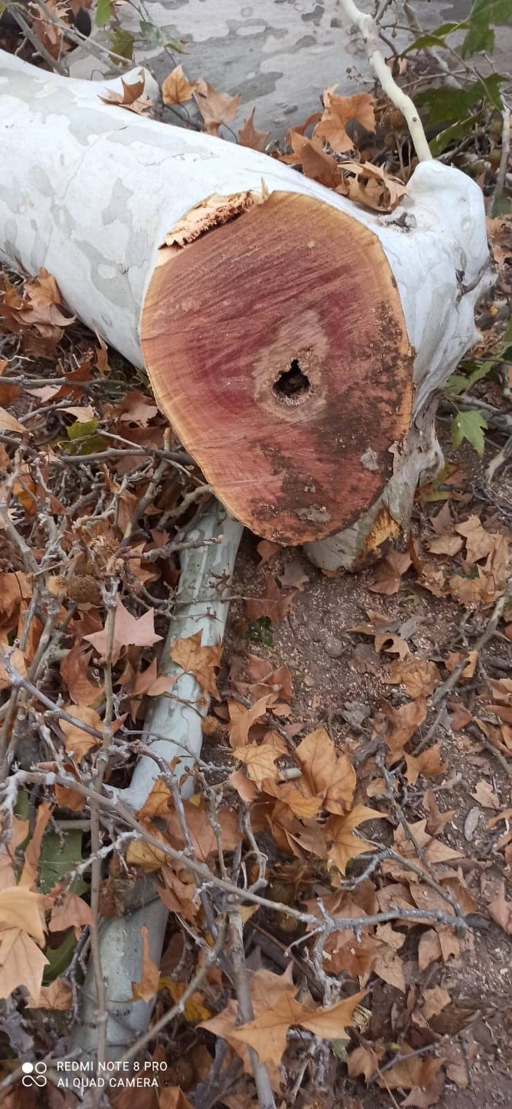 Árbol plátano talado en barrio mendocino - troncos en la calle