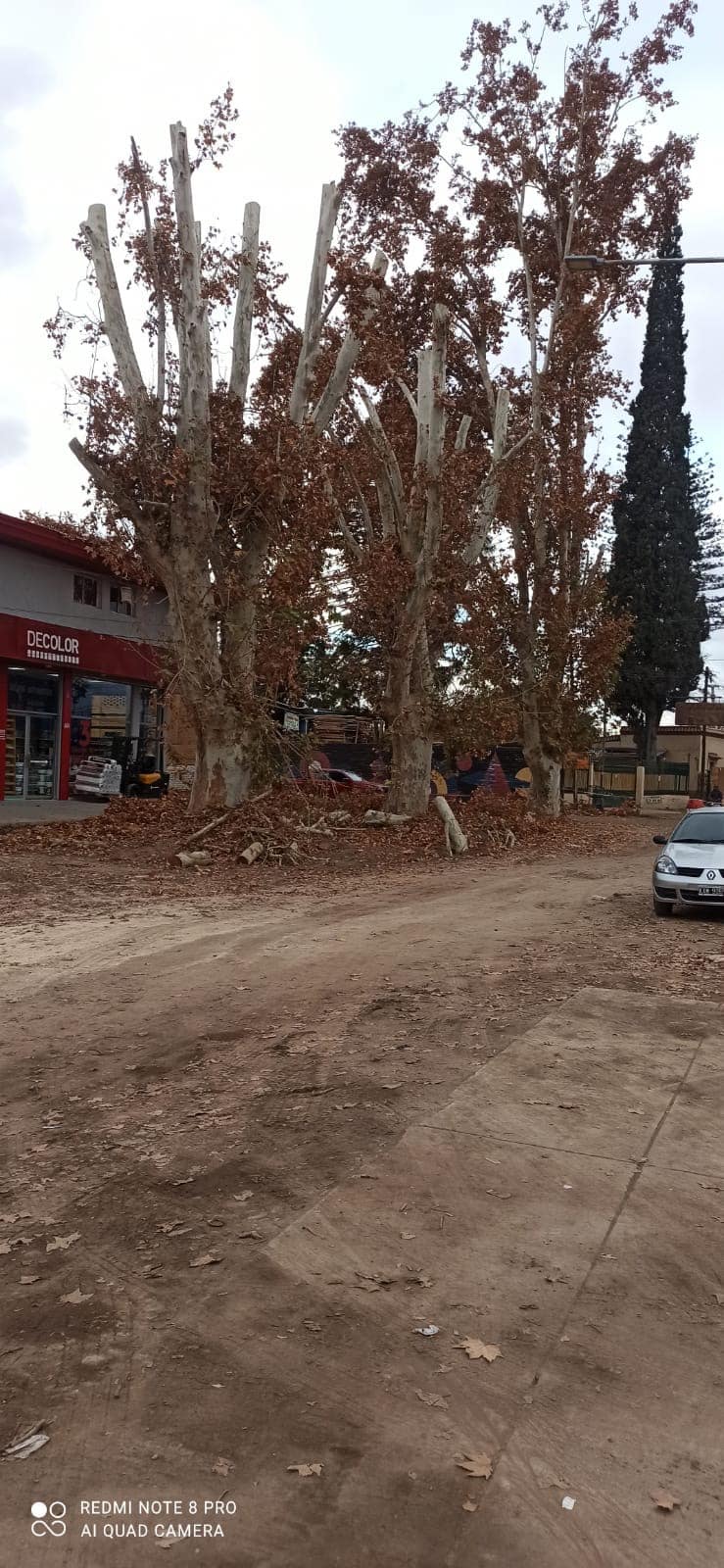Corte transversal de plátano talado - cavidad central por pudrición de hongo