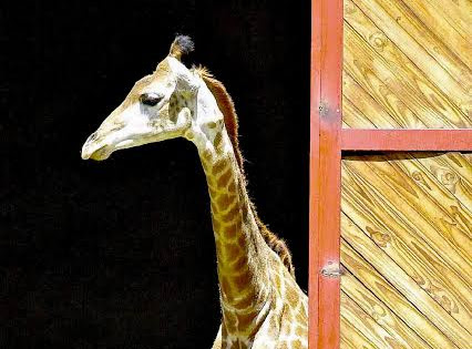 Jirafa joven en el antiguo zoológico de Mendoza, hoy Ecoparque