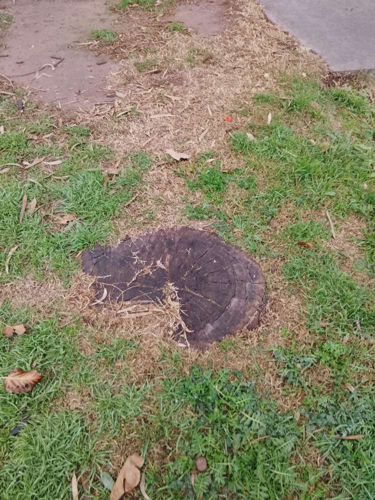 Tocón de árbol al ras del pasto en el Parque San Vicente