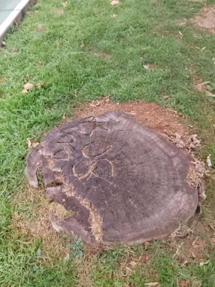 Tocón grande agrietado con aserrín del árbol talado
