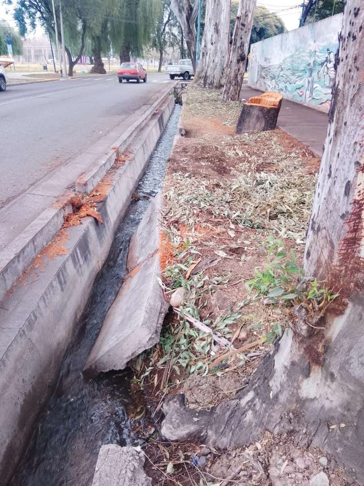 Eucaliptos recién talados sobre la acequia con corte fresco